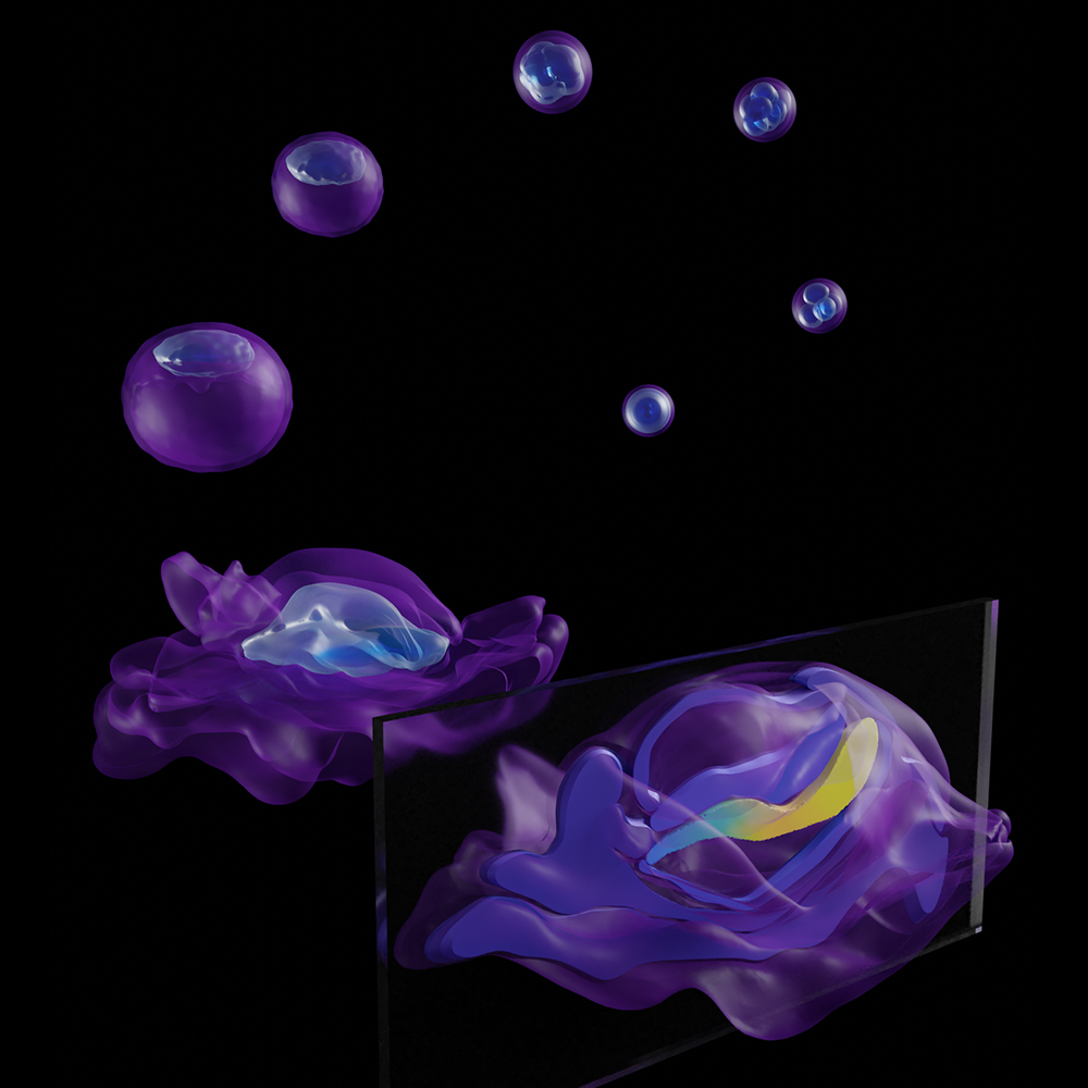 Digital reconstruction of the first two weeks of marmoset embryo development (Image: University of Cambridge)