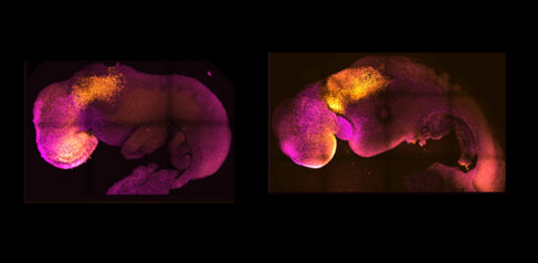 Natural (left) and synthetic (right) embryos side by side to show comparable brain and heart formation. Image credit: Amadei and Handford