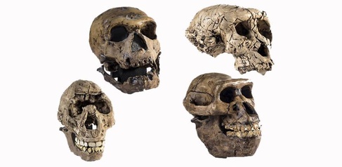 Skulls