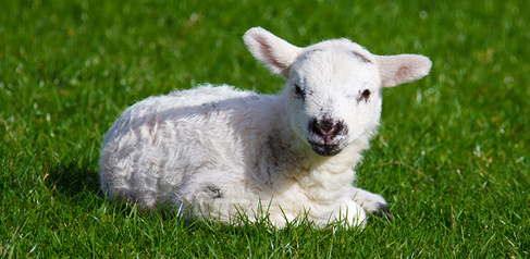 Baby lamb