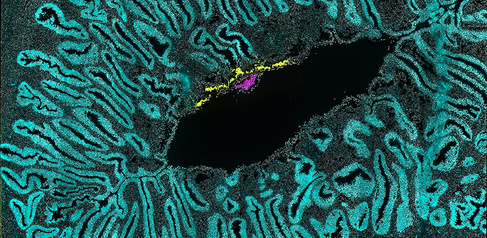 Marmoset embryo implanted within the uterus (image: University of Cambridge)