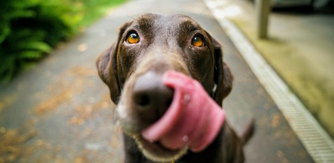 Dogs