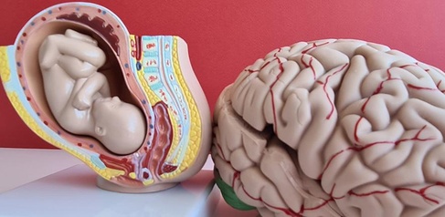 Models of a fetus in the womb and of the brain  Credit: Nadzeya Haroshka (Getty Images)