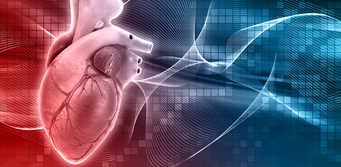 Human heart