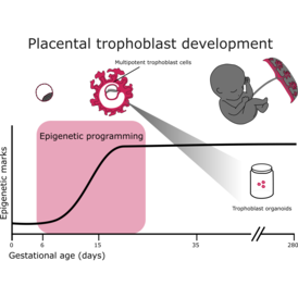 Hanna_Perez-Garcia_project_summary