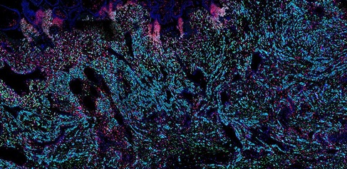 cells of the placenta. Credit: Kenny Roberts, Wellcome Sanger Institute