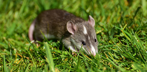 Baby rat