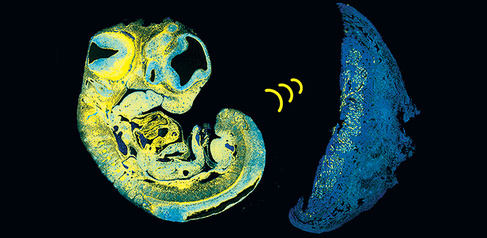 Dev-Cell-image-Sandovici