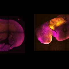 Natural (left) and synthetic (right) embryos side by side to show comparable brain and heart formation. Image credit: Amadei and Handford