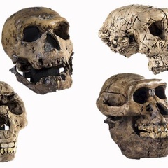 Skulls