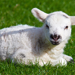 Baby lamb