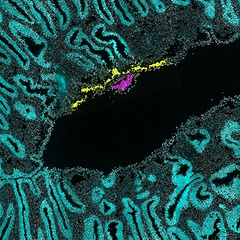 Marmoset embryo implanted within the uterus (image: University of Cambridge)
