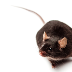 Brown mouse. Credit: Understanding Animal Research