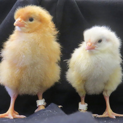Chicks (photo: Katie Skeffington)
