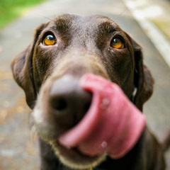 Dogs