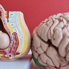 Models of a fetus in the womb and of the brain  Credit: Nadzeya Haroshka (Getty Images)