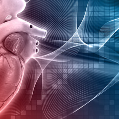 Human heart