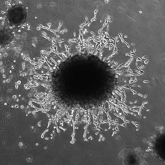Organoid