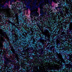 cells of the placenta. Credit: Kenny Roberts, Wellcome Sanger Institute