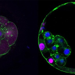Fluorescent images of embryos at the morula and blastocyst stages