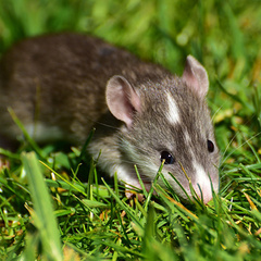 Baby rat