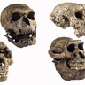 Skulls