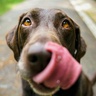 Dogs