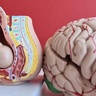 Models of a fetus in the womb and of the brain  Credit: Nadzeya Haroshka (Getty Images)
