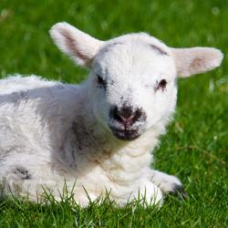 Baby lamb