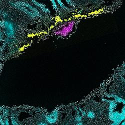 Marmoset embryo implanted within the uterus (image: University of Cambridge)