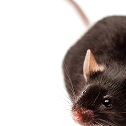 Brown mouse. Credit: Understanding Animal Research
