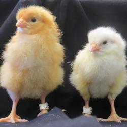 Chicks (photo: Katie Skeffington)