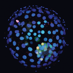embryo
