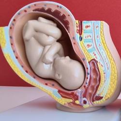 Models of a fetus in the womb and of the brain  Credit: Nadzeya Haroshka (Getty Images)