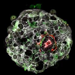 A human embryo in the lab at 9 days post-fertilisation