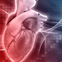 Human heart