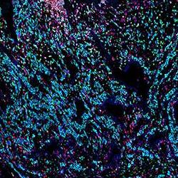 cells of the placenta. Credit: Kenny Roberts, Wellcome Sanger Institute