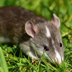 Baby rat