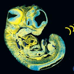 Dev-Cell-image-Sandovici