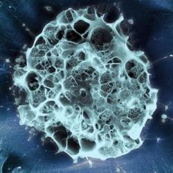 Human stem cell embedded in a 3D matrix, Cryo SEM