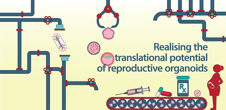 Workshop 'Realising the translational potential of reproductive organoids', July 2022 - carousel Workshop 'Realising the translational potential of reproductive organoids', July 2022 - carousel