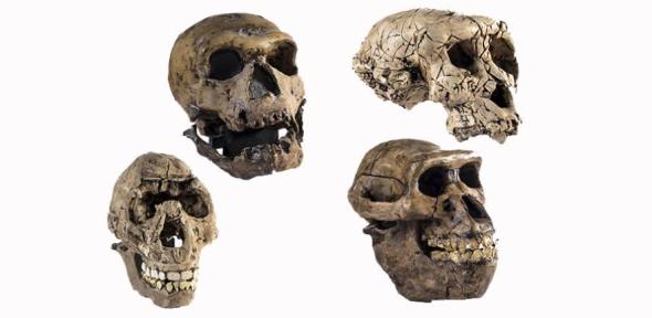 Skulls Skulls