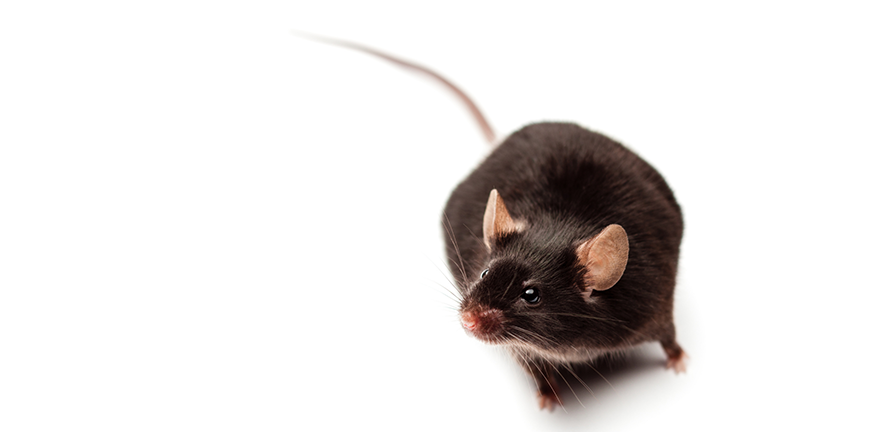 Brown mouse. Credit: Understanding Animal Research Brown mouse. Credit: Understanding Animal Research
