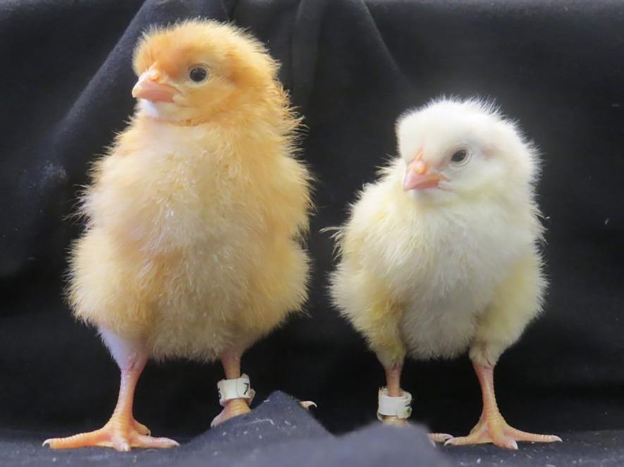 Chicks (photo: Katie Skeffington) Chicks (photo: Katie Skeffington)