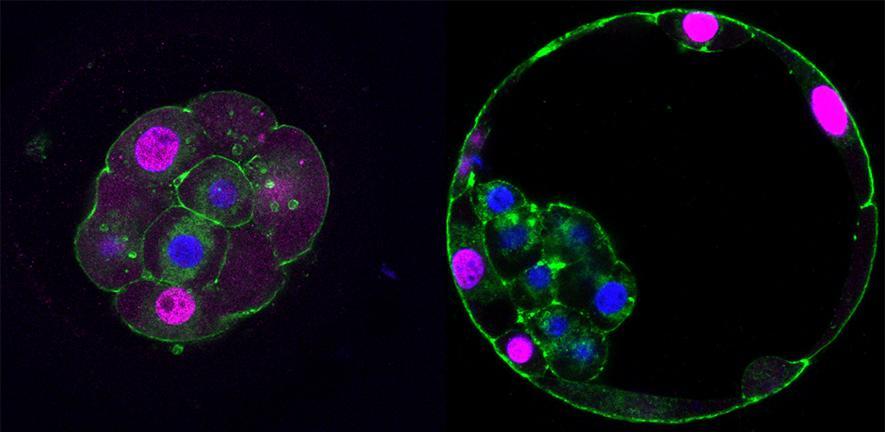 Fluorescent images of embryos at the morula and blastocyst stages Fluorescent images of embryos at the morula and blastocyst stages