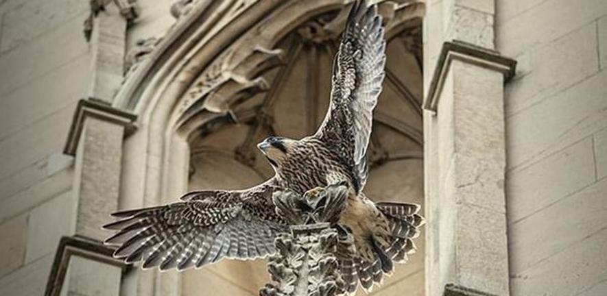 Peregrine falcon in Cambridge Peregrine falcon in Cambridge