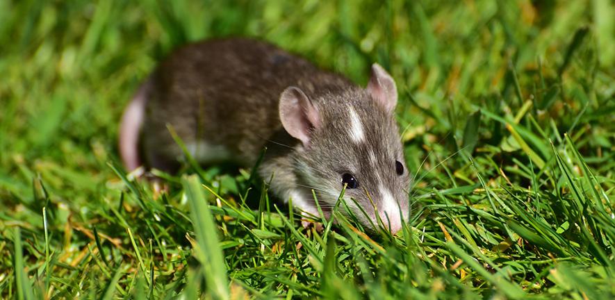 Baby rat Baby rat