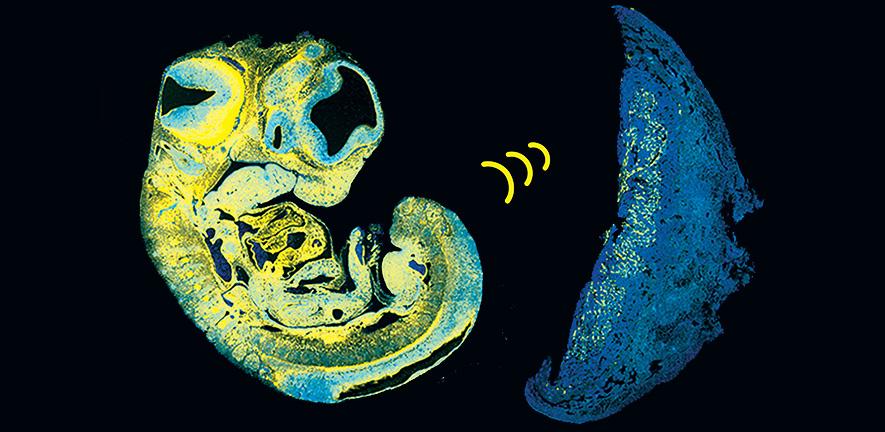 Dev-Cell-image-Sandovici Dev-Cell-image-Sandovici