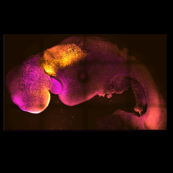 Natural (left) and synthetic (right) embryos side by side to show comparable brain and heart formation. Image credit: Amadei and Handford
