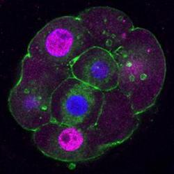 Fluorescent images of embryos at the morula and blastocyst stages